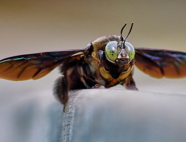 Nature alojamiento Kinabatangan Bilit Exterior foto