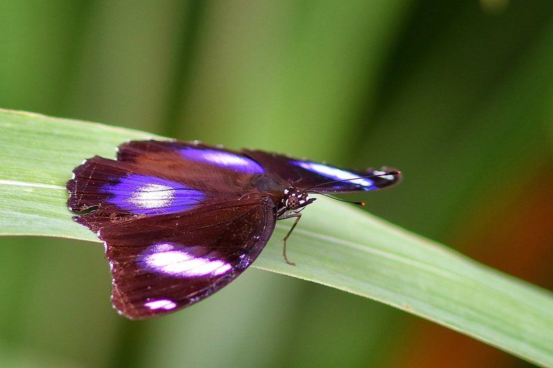 Nature alojamiento Kinabatangan Bilit Exterior foto