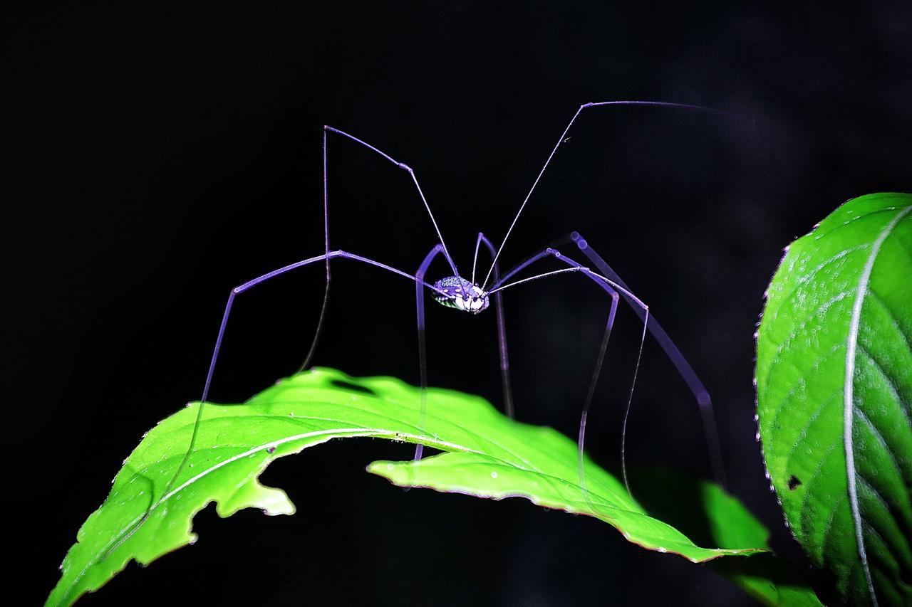 Nature alojamiento Kinabatangan Bilit Exterior foto