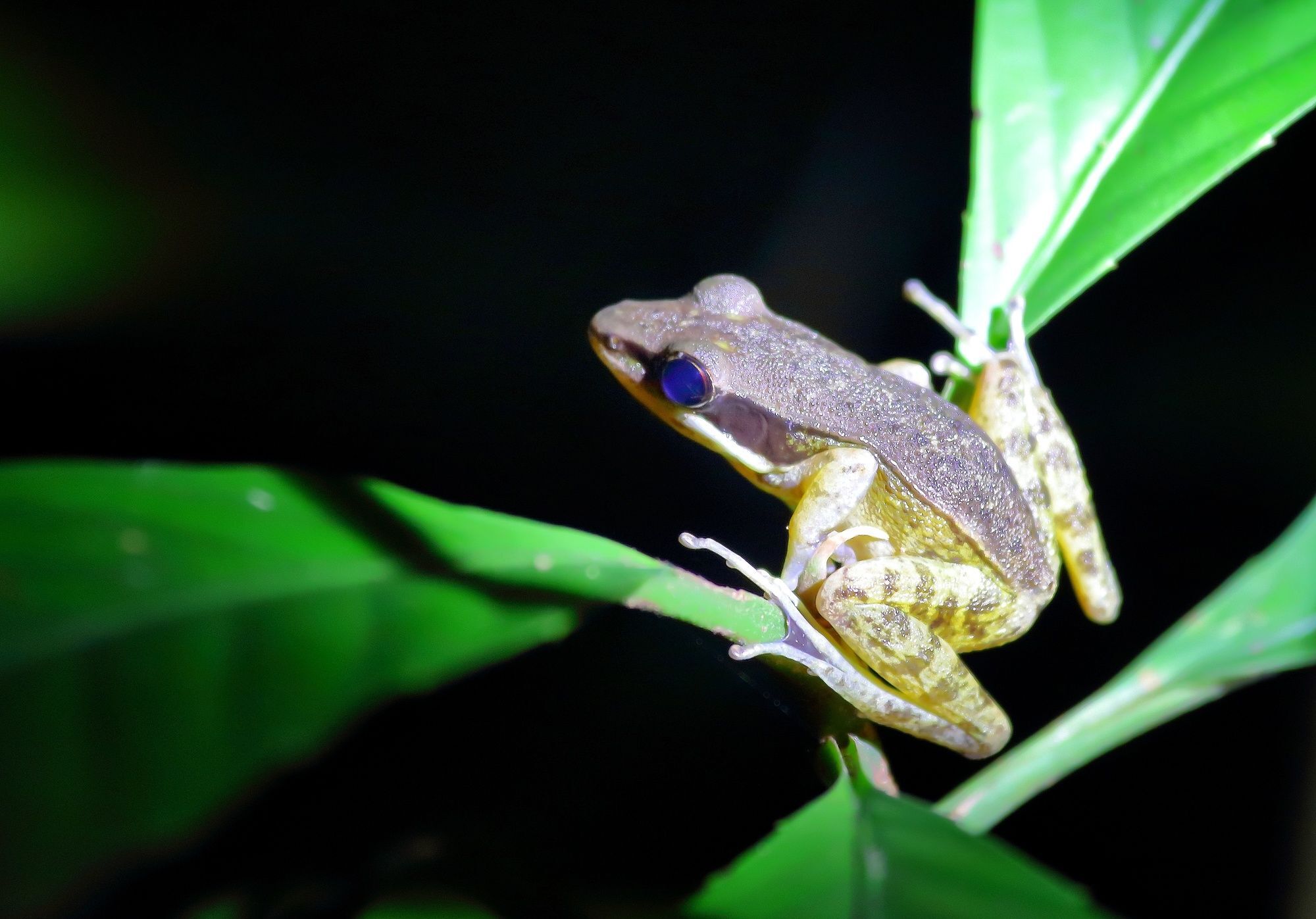 Nature alojamiento Kinabatangan Bilit Exterior foto
